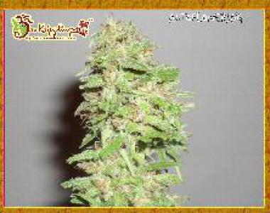 Dr Krippling - Dizzy Lights cannabis seed