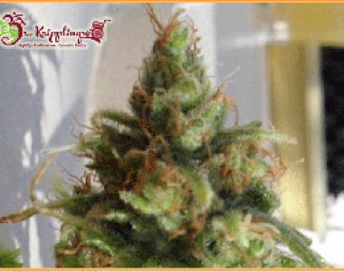 Dr Krippling - Ganj nam Style cannabis seed