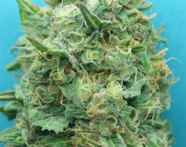 Dr Krippling - Grand Heft Auto cannabis seed