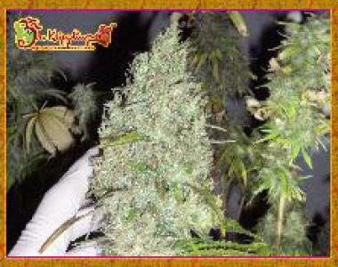 Dr Krippling - Incredible Bulk cannabis seed