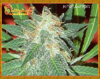 Dr Krippling - Jumping Black Dash cannabis seed