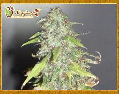 Dr Krippling - Kripple Shock cannabis seed