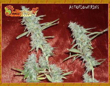 Dr Krippling - Krippleberry cannabis seed