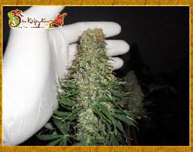 Dr Krippling - Mango Chutney cannabis seed