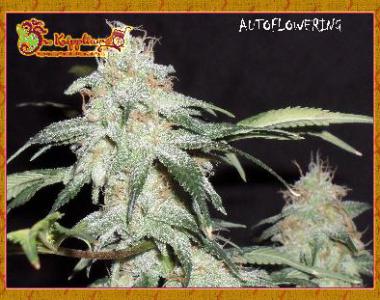 Dr Krippling - Pickled Diesel cannabis seed