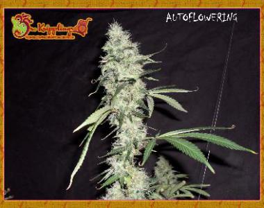 Dr Krippling - Sonic Bloom cannabis seed