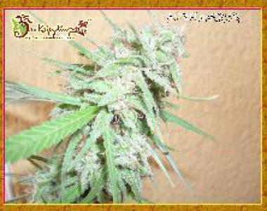 Dr Krippling - Spinning Buzz Kick cannabis seed
