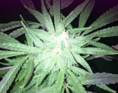 Dr Underground - Auto Melon Gum cannabis seed