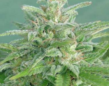 Dr Underground - Brooklyn Mango cannabis seed