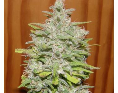 Dr Underground - Crystal M.E.T.H. cannabis seed