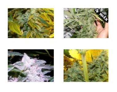 Dr Underground - Surprise Killer Mix cannabis seed