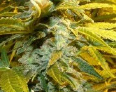 Dr Underground - King Kong cannabis seed
