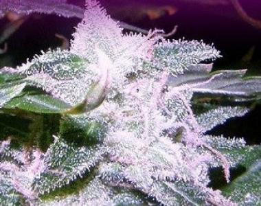 Dr Underground - Melon Gum cannabis seed