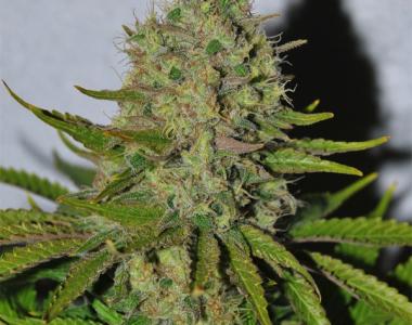 Dr Underground - Painkiller cannabis seed