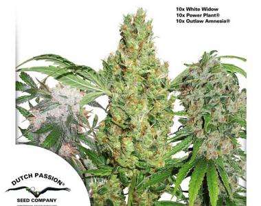 Dutch Passion - 30th Anniversary Mix Feminised Seeds cannabis seed