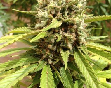 Dutch Passion - Auto Blueberry cannabis seed