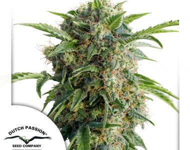 Dutch Passion - Daquiri Lime Auto cannabis seed