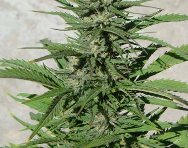 Dutch Passion - Durban Poison Auto cannabis seed