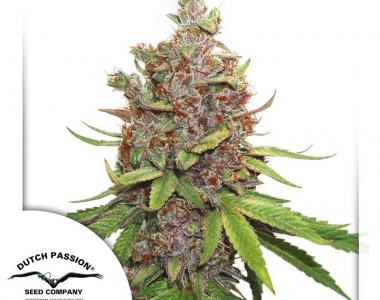 Dutch Passion - Auto Glueberry O.G. cannabis seed