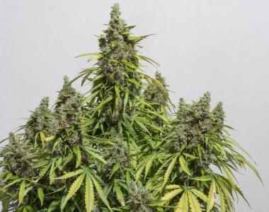 Dutch Passion - Mazar Auto cannabis seed