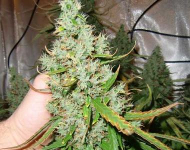 Dutch Passion - Ultimate Auto cannabis seed