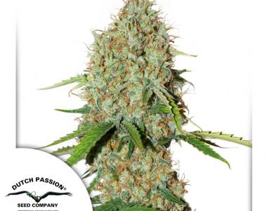 Dutch Passion - Brooklyn Sunrise Auto cannabis seed
