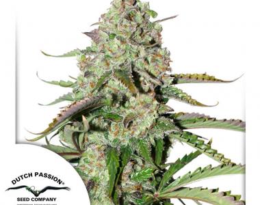 Dutch Passion - Colorado Cookies Auto cannabis seed