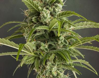 Dutch Passion - Auto Euforia cannabis seed