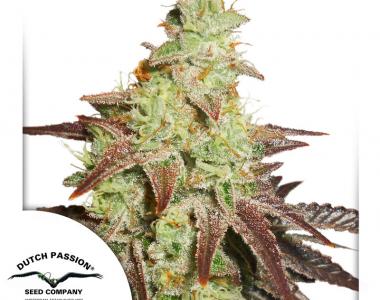 Dutch Passion - Night Queen Auto cannabis seed