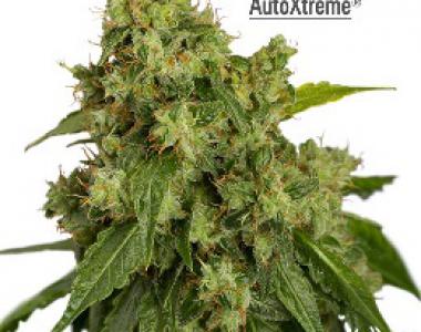 Dutch Passion - Xtreme Auto cannabis seed