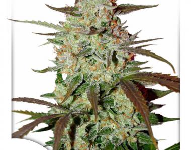 Dutch Passion - Blue Auto Mazar cannabis seed