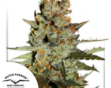 Dutch Passion - Blueberry Auto cannabis seed