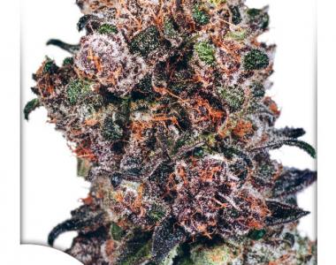 Dutch Passion - Blueberry cannabis seed