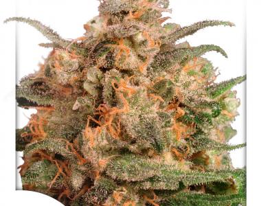 Dutch Passion - Brainstorm cannabis seed