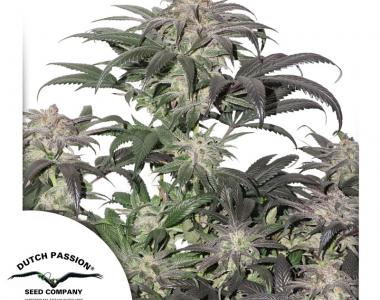 Dutch Passion - Bubba Island Kush cannabis seed