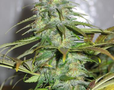 Dutch Passion - California Orange cannabis seed