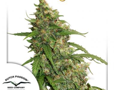 Dutch Passion - Compassion Lime CBD Auto cannabis seed