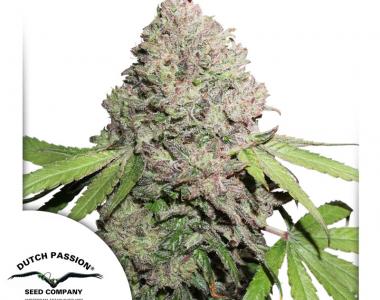 Dutch Passion - CBD Charlotte\'s Angel cannabis seed