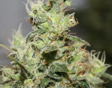 Dutch Passion - CBD Kush cannabis seed