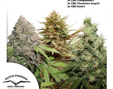 Dutch Passion - CBD Rich Feminised Mix cannabis seed
