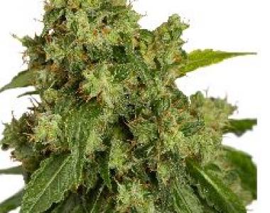 Dutch Passion - CBD Skunk Haze cannabis seed