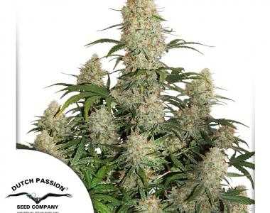Dutch Passion - Critical Orange Punch Auto cannabis seed