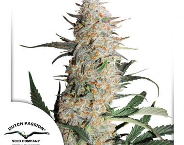 Dutch Passion - Critical Orange Punch cannabis seed