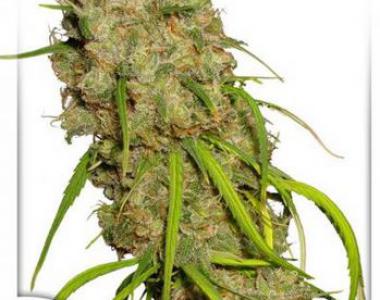 Dutch Passion - Desfrán cannabis seed