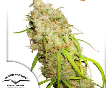 Dutch Passion - Desfran cannabis seed
