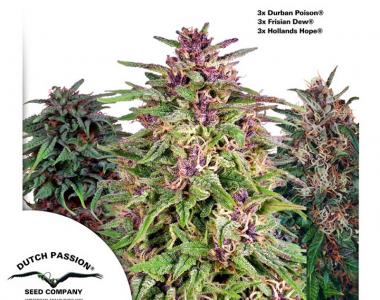 Dutch Passion - Outdoor Mix cannabis seed