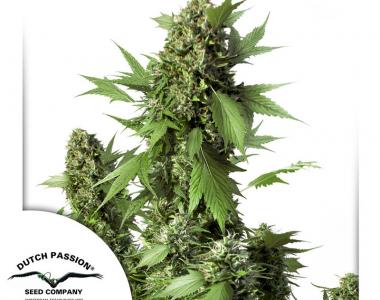 Dutch Passion - Duck Auto cannabis seed