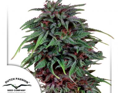 Dutch Passion - Durban Poison cannabis seed
