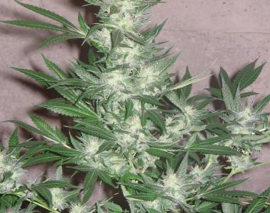 Dutch Passion - Euforia cannabis seed