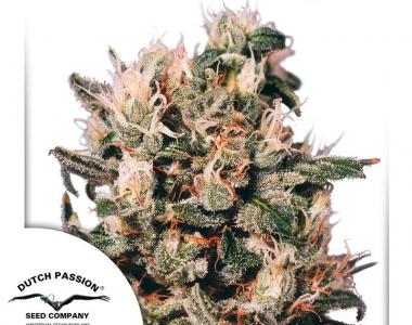 Dutch Passion - Euforia cannabis seed